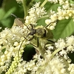 Lepturobosca chrysocoma