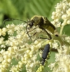 Lepturobosca chrysocoma