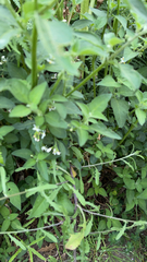 Solanum chenopodioides