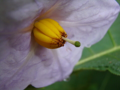 Solanum hexandrum