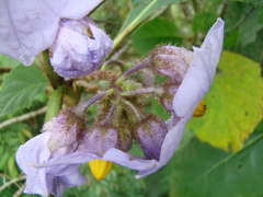 Solanum hexandrum