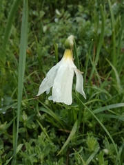 Narcissus moschatus