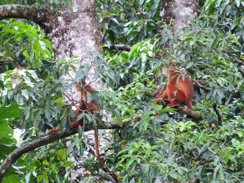 Presbytis melalophos