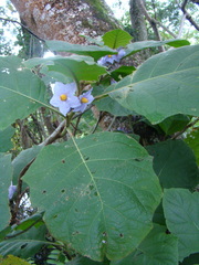 Solanum hexandrum