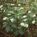 Argyranthemum callichrysum gomerensis - Photo (c) Ulf Teghammar, algunos derechos reservados (CC BY-NC), subido por Ulf Teghammar
