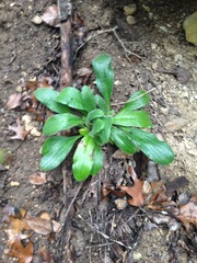 Lithospermum helleri