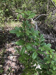 Zanthoxylum punctatum