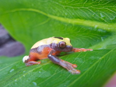 Dendropsophus triangulum