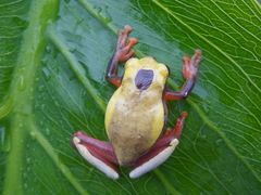 Dendropsophus triangulum