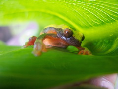 Dendropsophus triangulum