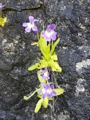 Pinguicula longifolia