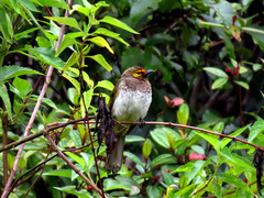 Pycnonotus bimaculatus