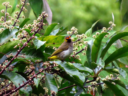 Pycnonotus bimaculatus