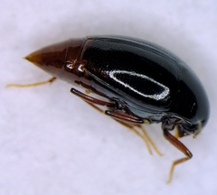 Scaphidiinae