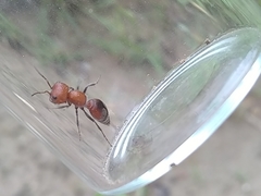 Myrmilloides grandiceps