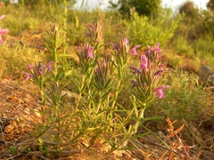 Thymbra spicata