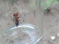 Myrmilloides grandiceps