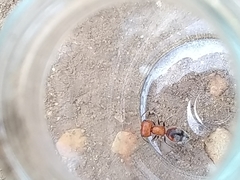 Myrmilloides grandiceps