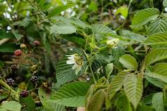 Passiflora alnifolia