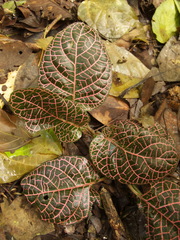Fittonia albivenis