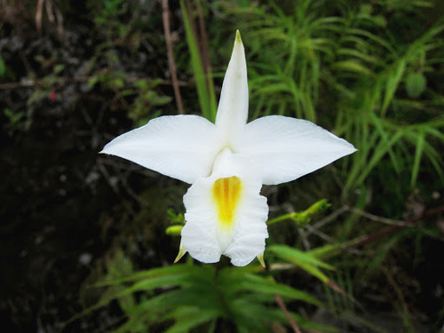 Arundina graminifolia