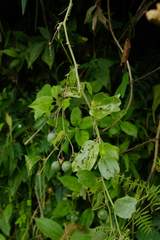 Passiflora alnifolia