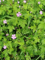 Geranium robertianum