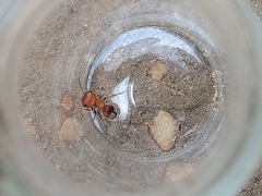 Myrmilloides grandiceps