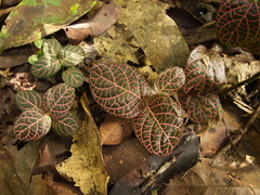 Fittonia albivenis