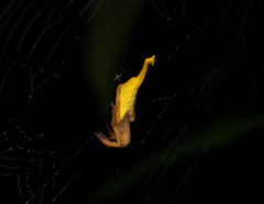 Arachnura melanura