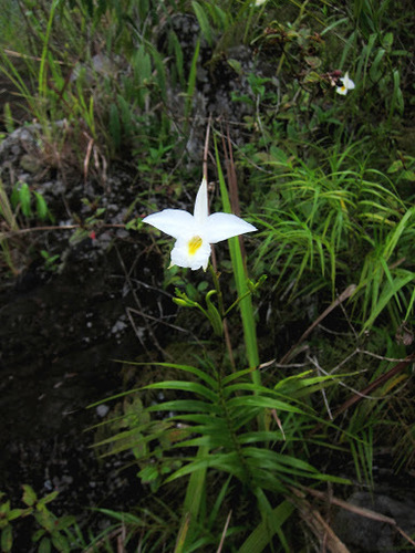 Arundina graminifolia