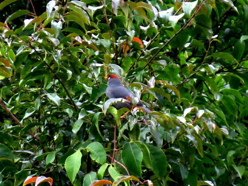Pterorhinus mitratus
