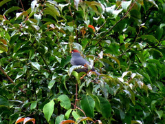 Pterorhinus mitratus