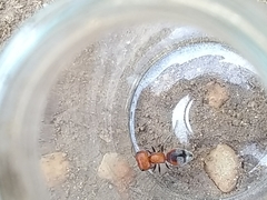 Myrmilloides grandiceps