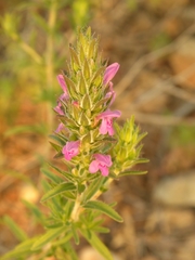 Thymbra spicata