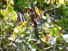 Sumatran Treepie photo 2