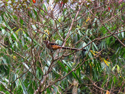 Sumatran Treepie (Dendrocitta occipitalis), photo 9
