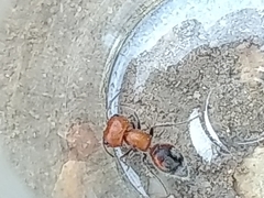 Myrmilloides grandiceps