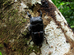 Serrognathus alcides