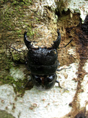 Serrognathus alcides