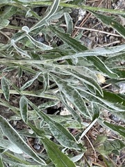 Centaurea fuscomarginata