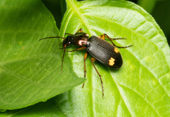 Chlaenius bioculatus