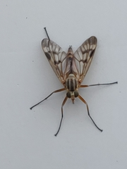 Rhagio scolopaceus