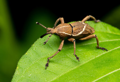 Cryptoderma formosense