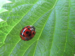 Harmonia axyridis