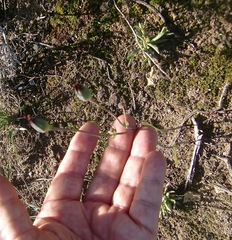 Othonna digitata