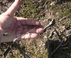Othonna digitata