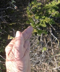 Othonna digitata