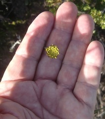 Othonna digitata