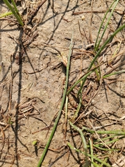 Divisae